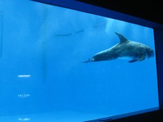 kiváló minőségű Nagy akril akvárium / medence ablak víztiszta vastagságú ablaklap