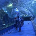 Egyéni akril alagút akvárium
