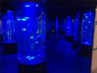 akril medúza akvárium tartály üveg